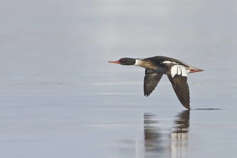 Red-breasted Merganser (Mergus serrator) male flying, Manitoba, Canada