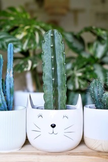 Cereus Jamacaru 'Cuddly Cactus' cactus houseplant in funny cat flower pot in living room