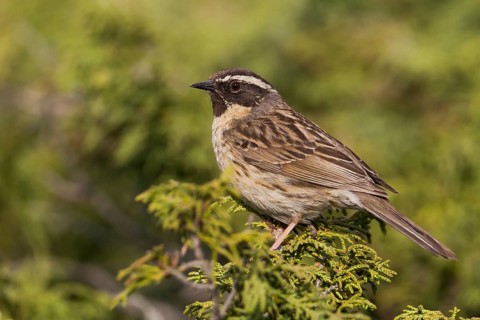 Black-throated Accentor - Schwarzkehlbraunelle - Prunella atrogularis ssp. huttoni, Kazakhstan,
