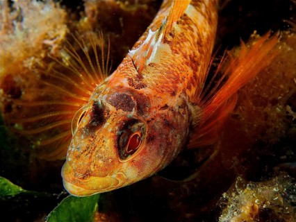 Black-faced blenny (Tripterygion delaisi)