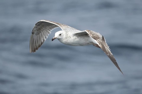 Caspian Gull (Larus cachinnans) juvenile flying, North Sea, Germany