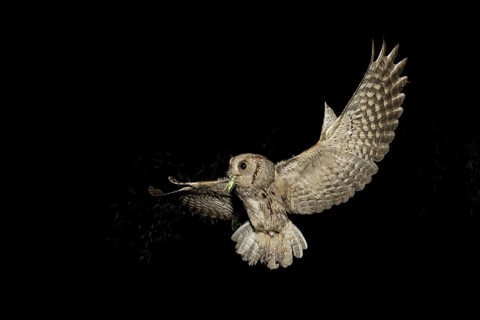 Eurasian Scops Owl (Otus scops) flying, Lombardy, Italy