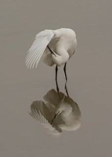 Little Egret (Egretta garzetta) preening, Wales, United Kingdom
