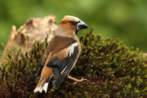 Hawfinch (Coccothraustes coccothraustes), Lower Saxony, Germany