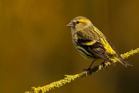 A vibrant image of a Eurasian siskin, Spinus spinus, showcasing its characteristic yellow and black