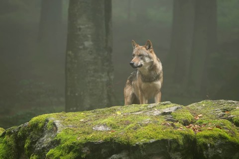 Wolf (Canis lupus) standing on a moss-covered rock and looking attentively, fog in the forest,