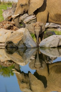 Adult female African elephant (Loxodonta africana) with 4 month old baby at a water hole, with