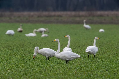 Whooper swans (Cygnus cygnus), Emsland, Lower Saxony, Germany