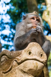 Macaque (Macaca), monkey, guenon animal, macaque, wildlife, nature, wild, mammal, fauna, looks,