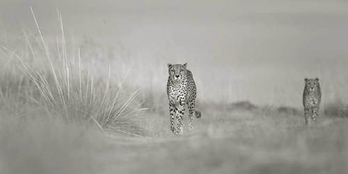 Cheetah (Acinonyx jubatus) two adult walking in grassland, Castile-La Mancha, Spain
