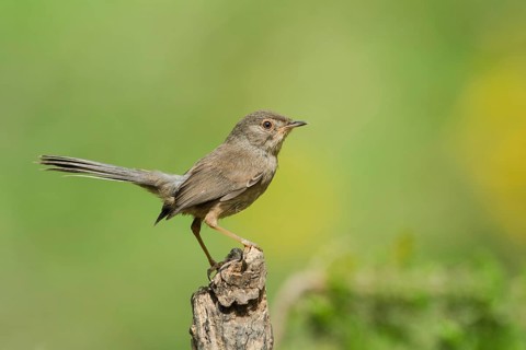 Dartford Warbler (Sylvia undata) juvenile, Liguria, Italy