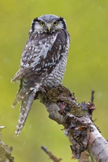 Barred owl, (Surnia ulula), animals, birds, owl family, owl, perch, biotope, habitat, Varanger Bird