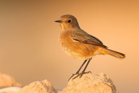 Moussier's Redstart (Phoenicurus moussieri) female, Morocco