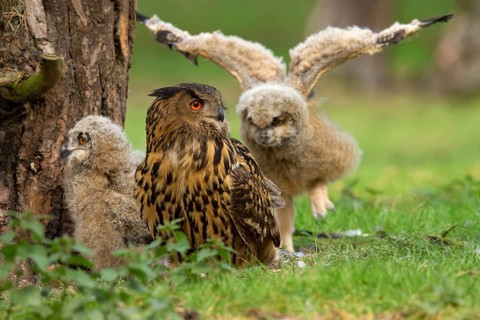 Eurasian Eagle-Owl (Bubo bubo) female with chicks, Utrecht, Netherlands