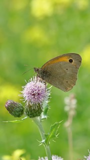 Meadow Brown (Maniola jurtina), collecting nectar from a thistle (Cirsium arvense) flower,