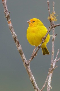 Saffron Finch (Sicalis flaveola) perched on a branch in the Atlantic rainforest of southeast Brazil