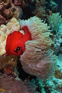 Magnificent anemone (Heteractis magnifica)