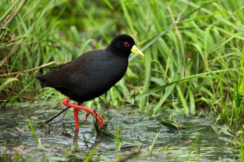 Black Crake (Amaurornis flavirostra) foraging, Kwazulu-Natal, South Africa