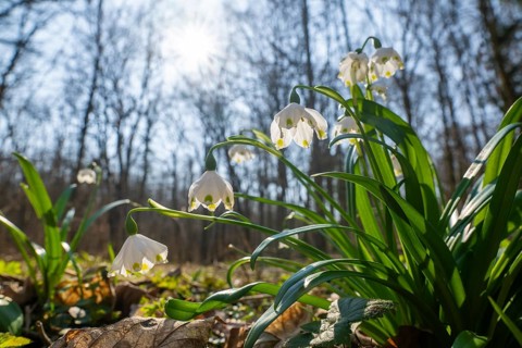 Spring snowflake (Leucojum vernum), blooming, backlit, Thuringia, Germany