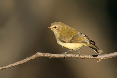 Weebill (Smicrornis brevirostris), Victoria, Australia