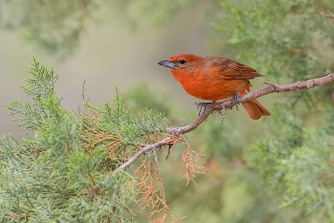 Hepatic Tanager (Piranga hepatica) male perched on a twig, Arizona, USA