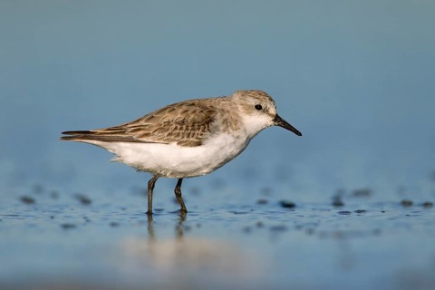 Red-necked Stint (Calidris ruficollis) foraging, Victoria, Australia