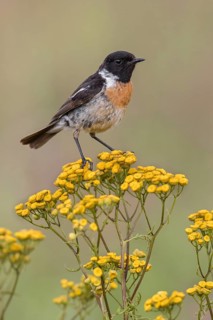 European Stonechat (Saxicola rubicola) male, Poland