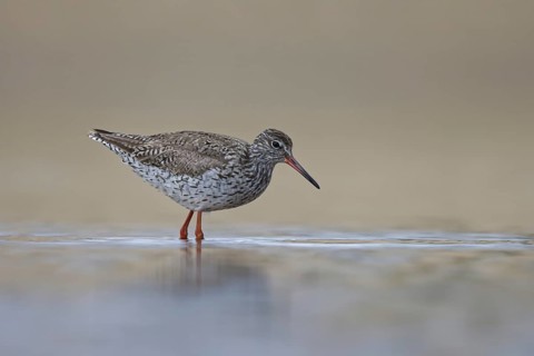 Common Redshank (Tringa totanus) foraging, North Rhine-Westphalia, Germany