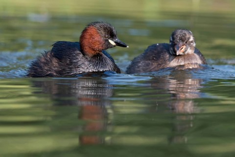 Little Grebe (Tachybaptus ruficollis) with chick, Saxony, Germany