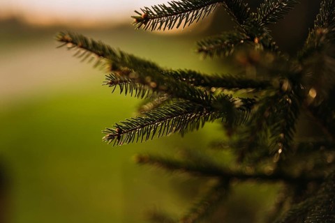 Close up of vibrant young spruce needles with a soft, blurred background. The delicate greenery