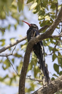 Violet Wood Hoopoe (Phoeniculus damarensis), Oshikoto, Etosha National Park, Namibia