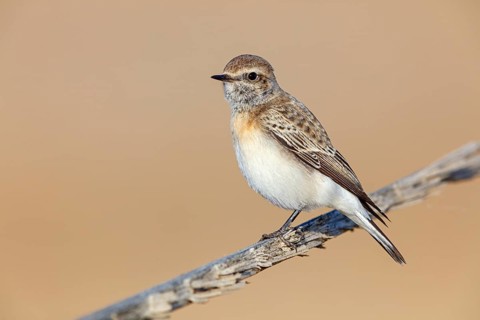 Pied Wheatear, Oenanthe pleschanka, Traquet pie, Collalba Pía Salalah, Muntasar oasis, Dhofar, Oman