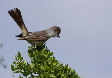 Ash-throated Flycatcher (Myiarchus cinerascens) perched on a branch, Texas, USA
