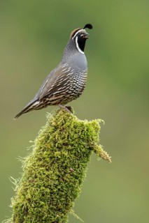 California Quail (Callipepla californica) perched on a branch in Victoria, BC, Canada