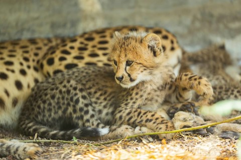 Cheetah (Acinonyx jubatus) youngster lying next to its mother, captive, occurrence Africa