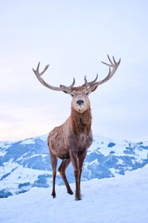 Red deer (Cervus elaphus) stag on a snowy meadow in the mountains in tirol, Kitzbühel, Wildpark