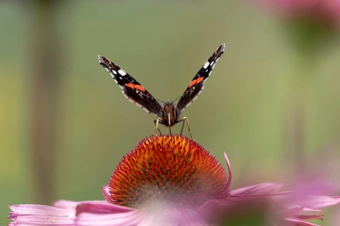 Red admiral butterfly (Vanessa atalanta) adult insect feeding on a garden purple Coneflower