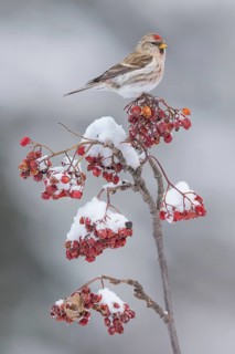 Common Redpoll (Acanthis flammea), Alaska, USA