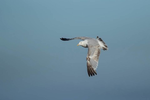 Herring gull (Larus argentatus) adult seagull bird in flight, England, United Kingdom