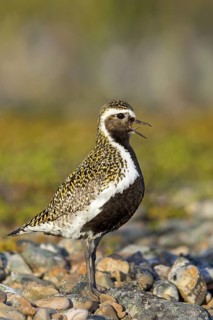 Golden plover, (Pluvialis apricaria), Charadrius apricaria, plover family, Varanger, Finnmark,