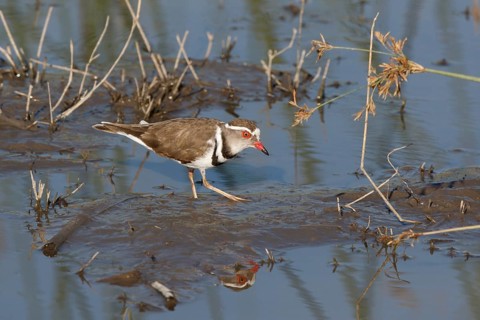 Three-banded Plover, Charadrius tricollaris, Botswana, Chobe NP