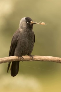 Western Jackdaw (Coloeus monedula) perched on a branch, Serbia