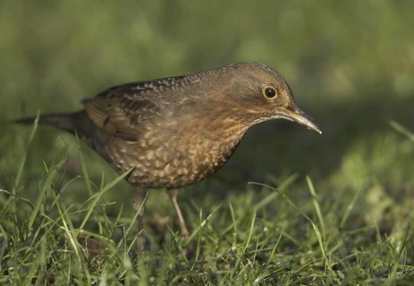 Common Blackbird (Turdus merula) female, Mecklenburg-Western Pomerania, Germany