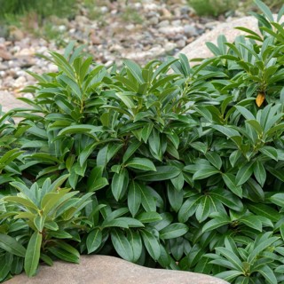 Laurel cherry (Prunus laurocerasus 'Mount Vernon'), Federal Garden Show Havelregion 20, Germany