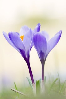 Crocuses (Crocus spec.) in bloom in spring, North Rhine-Westphalia, Germany