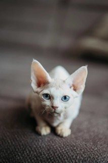 Close-up of a white Devon Rex cat with blue eyes on a textured carpet. The cat's distinct