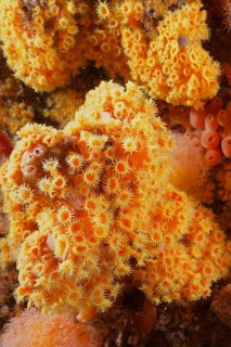 Goblet coral (Dendrophyllia sp)
