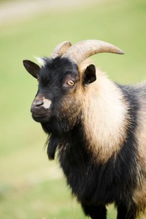 Domestic goat (Capra hircus), standing on a meadow, portrait, wildlife Park Aurach near Kitzbuehl,
