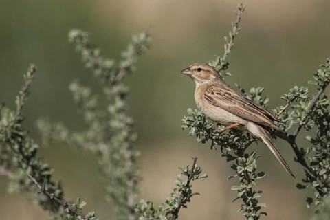 Lark-like Bunting (Emberiza impetuani), Northern Cape, South Africa