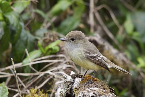 Galapagos Flycatcher (Myiarchus magnirostris), Galapagos, Ecuador